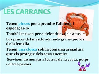 Tenen pinces per a prendre l'aliment i
espedaçar-lo
També les usen per a defendre's dels atacs
Les pinces del mascle són més grans que les
de la femella
Tenen una closca solida com una armadura
que els protegix dels seus enemics
 Servixen de menjar a les aus de la costa, polps
i altres peixos
 