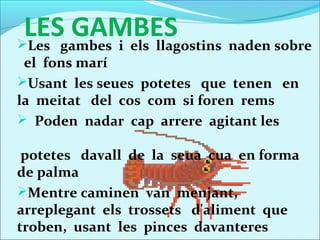 LESgambes i els llagostins naden sobre
Les
     GAMBES
 el fons marí
Usant les seues potetes que tenen en
la meitat del cos com si foren rems
 Poden nadar cap arrere agitant les

 potetes davall de la seua cua en forma
de palma
Mentre caminen van menjant,
arreplegant els trossets d'aliment que
troben, usant les pinces davanteres
 