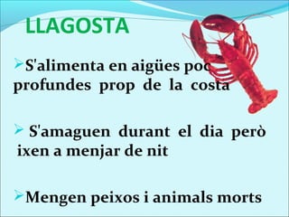 LLAGOSTA
S'alimenta en aigües poc
profundes prop de la costa

 S'amaguen durant el dia però
ixen a menjar de nit

Mengen peixos i animals morts
 