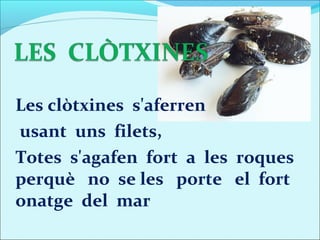 Les clòtxines s'aferren
usant uns filets,
Totes s'agafen fort a les roques
perquè no se les porte el fort
onatge del mar
 