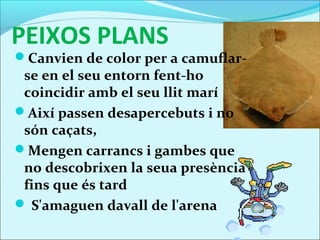 PEIXOS PLANS
Canvien de color per a camuflar-
 se en el seu entorn fent-ho
 coincidir amb el seu llit marí
Així passen desapercebuts i no
 són caçats,
Mengen carrancs i gambes que
 no descobrixen la seua presència
 fins que és tard
 S'amaguen davall de l'arena
 