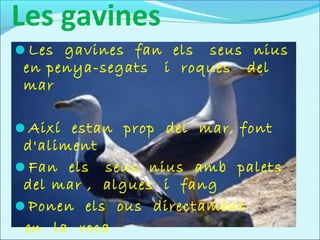 Les gavines
Les gavines fan els    seus nius
 en penya-segats   i roques del
 mar

Així estan prop del mar, font
 d'aliment
Fan els seus nius amb palets
 del mar , algues i fang
Ponen els ous directament
 en la roca
 
