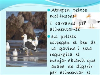 Atrapen peixos
 mol·luscos
 i carrancs per
 alimentar-se
els pollets
 colpegen el bec de
  la gavina i esta
 regurgita el
 menjar ablanit que
  acaba de digerir
 per alimentar el
 