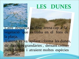 LES DUNES


L'aire desplaça la fina arena cap a la
vegetació que es troba en el fons de
la platja.
 L'arena es va apilant i forma les dunes,
de distintes grandàries , deixant créixer
més plantes i atraient moltes espècies
d'animals
 