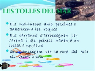 LES TOLLES DEL MAR
Els mol·luscos amb petxines s
 'adherixen a les roques
Els carrancs s'arrosseguen per
 l'arena i els peixets naden d'un
 costat a un altre
Quan bussegem per la vora del mar
  els veiem a tots
 