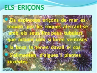 ELS ERIÇONS
Els espinosos eriçons de mar es
 mouen per les roques aferrant-se
 amb els seus fins peus tubulars
 que actuen com si foren ventoses
la boca la tenen davall el cos
S'alimenten d'algues i plantes
 xicotetes
 