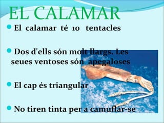 ELCALAMAR
El calamar té 10 tentacles


Dos d'ells són molt llargs. Les
 seues ventoses són apegaloses

El cap és triangular


No tiren tinta per a camuflar-se
 