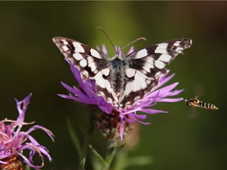 La couleurest dans la nature