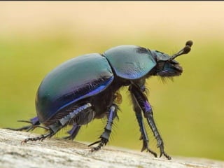 La couleurest dans la nature