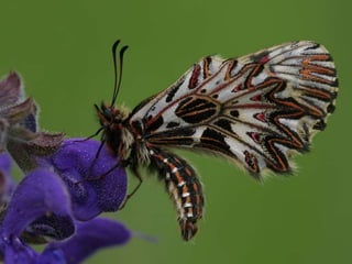 La couleurest dans la nature