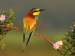 La couleurest dans la nature
