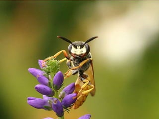La couleurest dans la nature