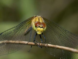 La couleurest dans la nature