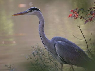 La couleurest dans la nature