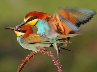 La couleurest dans la nature