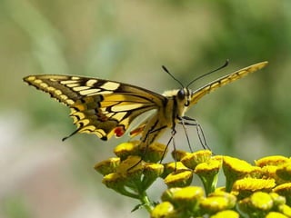 La couleurest dans la nature