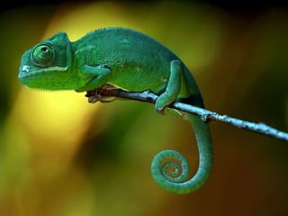 La couleurest dans la nature
