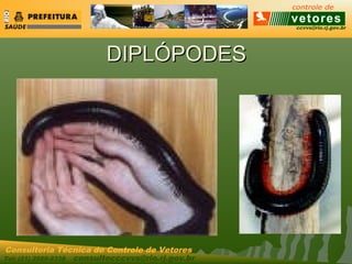 ccvvs@rio.rj.gov.br
Tel: (21) 2589-2338 consultecccvvs@rio.rj.gov.br
Consultoria Técnica do Controle de Vetores
DIPLÓPODESDIPLÓPODES
 