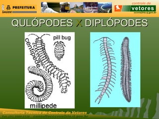 ccvvs@rio.rj.gov.br
Tel: (21) 2589-2338 consultecccvvs@rio.rj.gov.br
Consultoria Técnica do Controle de Vetores
QULÓPODESQULÓPODES XX DIPLÓPODESDIPLÓPODES
 