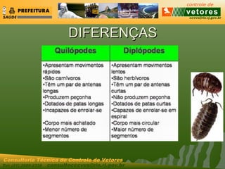 ccvvs@rio.rj.gov.br
Tel: (21) 2589-2338 consultecccvvs@rio.rj.gov.br
Consultoria Técnica do Controle de Vetores
DIFERENÇASDIFERENÇAS
 