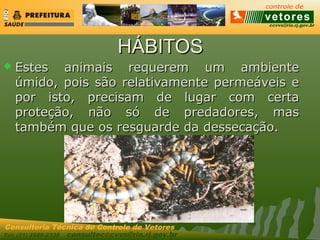 ccvvs@rio.rj.gov.br
Tel: (21) 2589-2338 consultecccvvs@rio.rj.gov.br
Consultoria Técnica do Controle de Vetores
HÁBITOSHÁBITOS
 Estes animais requerem um ambienteEstes animais requerem um ambiente
úmido, pois são relativamente permeáveis eúmido, pois são relativamente permeáveis e
por isto, precisam de lugar com certapor isto, precisam de lugar com certa
proteção, não só de predadores, masproteção, não só de predadores, mas
também que os resguarde da dessecação.também que os resguarde da dessecação.
 