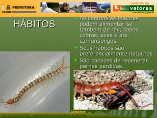 ccvvs@rio.rj.gov.br
Tel: (21) 2589-2338 consultecccvvs@rio.rj.gov.br
Consultoria Técnica do Controle de Vetores
HÁBITOSHÁBITOS
 As centopéias maioresAs centopéias maiores
podem alimentar-sepodem alimentar-se
também de rãs, sapos,também de rãs, sapos,
cobras, aves e atécobras, aves e até
camundongos.camundongos.
 Seus hábitos sãoSeus hábitos são
preferencialmente noturnos.preferencialmente noturnos.
 São capazes de regenerarSão capazes de regenerar
pernas perdidas.pernas perdidas.
 