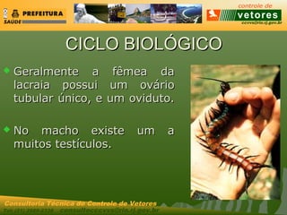 ccvvs@rio.rj.gov.br
Tel: (21) 2589-2338 consultecccvvs@rio.rj.gov.br
Consultoria Técnica do Controle de Vetores
CICLO BIOLÓGICOCICLO BIOLÓGICO
 Geralmente a fêmea daGeralmente a fêmea da
lacraia possui um ováriolacraia possui um ovário
tubular único, e um oviduto.tubular único, e um oviduto.
 No macho existe um aNo macho existe um a
muitos testículos.muitos testículos.
 