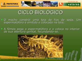 ccvvs@rio.rj.gov.br
Tel: (21) 2589-2338 consultecccvvs@rio.rj.gov.br
Consultoria Técnica do Controle de Vetores
CICLO BIOLÓGICOCICLO BIOLÓGICO
 O macho constrói uma teia de fios de seda. UmO macho constrói uma teia de fios de seda. Um
espermatóforo é emitido e colocado na teia;espermatóforo é emitido e colocado na teia;
 A fêmea pega o espermatóforo e o coloca no interiorA fêmea pega o espermatóforo e o coloca no interior
de sua abertura genital, fecundando-se.de sua abertura genital, fecundando-se.
 