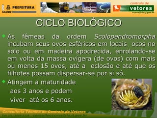 ccvvs@rio.rj.gov.br
Tel: (21) 2589-2338 consultecccvvs@rio.rj.gov.br
Consultoria Técnica do Controle de Vetores
CICLO BIOLÓGICOCICLO BIOLÓGICO
 As fêmeas da ordemAs fêmeas da ordem ScolopendromorphaScolopendromorpha
incubam seus ovos esféricos em locais ocos noincubam seus ovos esféricos em locais ocos no
solo ou em madeira apodrecida, enrolando-sesolo ou em madeira apodrecida, enrolando-se
em volta da massa ovígera (de ovos) com maisem volta da massa ovígera (de ovos) com mais
ou menos 15 ovos, até a eclosão e até que osou menos 15 ovos, até a eclosão e até que os
filhotes possam dispersar-se por si só.filhotes possam dispersar-se por si só.
 Atingem a maturidadeAtingem a maturidade
aos 3 anos e podemaos 3 anos e podem
viver até os 6 anos.viver até os 6 anos.
 