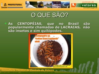 ccvvs@rio.rj.gov.br
Tel: (21) 2589-2338 consultecccvvs@rio.rj.gov.br
Consultoria Técnica do Controle de Vetores
O QUE SÃO?O QUE SÃO?
 As CENTOPÉIAS, que no Brasil sãoAs CENTOPÉIAS, que no Brasil são
popularmente chamadas de LACRAIAS, nãopopularmente chamadas de LACRAIAS, não
são insetos e sim quilópodes.são insetos e sim quilópodes.
 