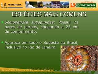ccvvs@rio.rj.gov.br
Tel: (21) 2589-2338 consultecccvvs@rio.rj.gov.br
Consultoria Técnica do Controle de Vetores
ESPÉCIES MAIS COMUNSESPÉCIES MAIS COMUNS
 Scolopendra subspinipesScolopendra subspinipes: Possui 21: Possui 21
pares de pernas, chegando a 23 cmpares de pernas, chegando a 23 cm
de comprimento.de comprimento.
 Aparece em todo o Sudeste do Brasil,Aparece em todo o Sudeste do Brasil,
inclusive no Rio de Janeiro.inclusive no Rio de Janeiro.
Scolopendra subspinipesScolopendra subspinipes
 