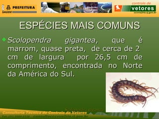 ccvvs@rio.rj.gov.br
Tel: (21) 2589-2338 consultecccvvs@rio.rj.gov.br
Consultoria Técnica do Controle de Vetores
ESPÉCIES MAIS COMUNSESPÉCIES MAIS COMUNS
 ScolopendraScolopendra giganteagigantea, que é, que é
marrom, quase preta, de cerca de 2marrom, quase preta, de cerca de 2
cm de largura por 26,5 cm decm de largura por 26,5 cm de
comprimento, encontrada no Nortecomprimento, encontrada no Norte
da América do Sul.da América do Sul.
ScolopendraScolopendra giganteagigantea
 