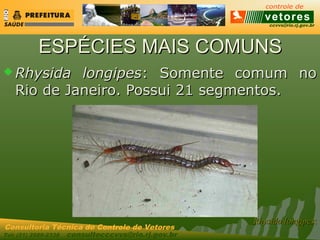 ccvvs@rio.rj.gov.br
Tel: (21) 2589-2338 consultecccvvs@rio.rj.gov.br
Consultoria Técnica do Controle de Vetores
ESPÉCIES MAIS COMUNSESPÉCIES MAIS COMUNS
 Rhysida longipesRhysida longipes: Somente comum no: Somente comum no
Rio de Janeiro. Possui 21 segmentos.Rio de Janeiro. Possui 21 segmentos.
Rhysida longipesRhysida longipes::
 