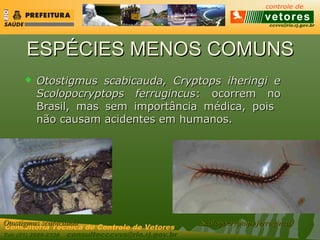 ccvvs@rio.rj.gov.br
Tel: (21) 2589-2338 consultecccvvs@rio.rj.gov.br
Consultoria Técnica do Controle de Vetores
ESPÉCIES MENOS COMUNSESPÉCIES MENOS COMUNS
 Otostigmus scabicauda, Cryptops iheringi eOtostigmus scabicauda, Cryptops iheringi e
Scolopocryptops ferrugincusScolopocryptops ferrugincus: ocorrem no: ocorrem no
Brasil, masBrasil, mas sem importância médica, poissem importância médica, pois
não causam acidentes em humanos.não causam acidentes em humanos.
Otostigmus scabicaudaOtostigmus scabicauda Scolopocryptops ferrugincusScolopocryptops ferrugincus
 