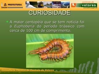 ccvvs@rio.rj.gov.br
Tel: (21) 2589-2338 consultecccvvs@rio.rj.gov.br
Consultoria Técnica do Controle de Vetores
CURIOSIDADECURIOSIDADE
 A maior centopéia que se tem notícia foiA maior centopéia que se tem notícia foi
aa EuphoberiaEuphoberia do período triássico comdo período triássico com
cerca de 100 cm de comprimento.cerca de 100 cm de comprimento.
 