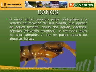 ccvvs@rio.rj.gov.br
Tel: (21) 2589-2338 consultecccvvs@rio.rj.gov.br
Consultoria Técnica do Controle de Vetores
DANOSDANOS
 O maior dano causado pelas centopéias é oO maior dano causado pelas centopéias é o
veneno neurotóxico de sua picada, que apesarveneno neurotóxico de sua picada, que apesar
da pouca toxidez, causa dor aguda, edemas,da pouca toxidez, causa dor aguda, edemas,
pápulas (elevação eruptiva) e necroses levespápulas (elevação eruptiva) e necroses leves
no local atingido. A dor só passa depois deno local atingido. A dor só passa depois de
algumas horas.algumas horas.
 