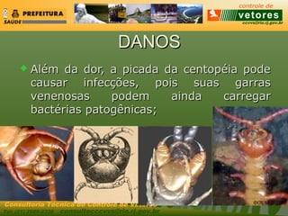 ccvvs@rio.rj.gov.br
Tel: (21) 2589-2338 consultecccvvs@rio.rj.gov.br
Consultoria Técnica do Controle de Vetores
DANOSDANOS
 Além da dor, a picada da centopéia podeAlém da dor, a picada da centopéia pode
causar infecções, pois suas garrascausar infecções, pois suas garras
venenosas podem ainda carregarvenenosas podem ainda carregar
bactérias patogênicas;bactérias patogênicas;
 