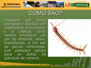 ccvvs@rio.rj.gov.br
Tel: (21) 2589-2338 consultecccvvs@rio.rj.gov.br
Consultoria Técnica do Controle de Vetores
COMO SÃO?COMO SÃO?
 Possuem um corpoPossuem um corpo
alongado e dividido emalongado e dividido em
segmentos articulados,segmentos articulados,
e a cabeça, ondee a cabeça, onde
vamos encontrar umvamos encontrar um
par de antenas, olhos,par de antenas, olhos,
mandíbulas, e um parmandíbulas, e um par
de garras venenosas,de garras venenosas,
que possuem saídasque possuem saídas
para os dutos dapara os dutos da
glândula de veneno.glândula de veneno.
 