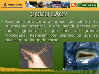 ccvvs@rio.rj.gov.br
Tel: (21) 2589-2338 consultecccvvs@rio.rj.gov.br
Consultoria Técnica do Controle de Vetores
COMO SÃO?COMO SÃO?
 Possuem ainda corpo alongado, dividido em 15Possuem ainda corpo alongado, dividido em 15
ou mais segumentos e um par de pernas emou mais segumentos e um par de pernas em
cada segmento, o que lhes dá grandecada segmento, o que lhes dá grande
mobilidade. Respiram por espiráculos que semobilidade. Respiram por espiráculos que se
localizam ao longo do corpo.localizam ao longo do corpo.
 