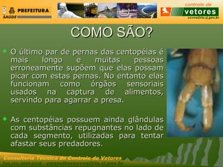 ccvvs@rio.rj.gov.br
Tel: (21) 2589-2338 consultecccvvs@rio.rj.gov.br
Consultoria Técnica do Controle de Vetores
COMO SÃO?COMO SÃO?
 O último par de pernas das centopéias éO último par de pernas das centopéias é
mais longo e muitas pessoasmais longo e muitas pessoas
erroneamente supõem que elas possamerroneamente supõem que elas possam
picar com estas pernas. No entanto elaspicar com estas pernas. No entanto elas
funcionam como órgãos sensoriaisfuncionam como órgãos sensoriais
usados na captura de alimentos,usados na captura de alimentos,
servindo para agarrar a presa.servindo para agarrar a presa.
 As centopéias possuem ainda glândulasAs centopéias possuem ainda glândulas
com substâncias repugnantes no lado decom substâncias repugnantes no lado de
cada segmento, utilizadas para tentarcada segmento, utilizadas para tentar
afastar seus predadores.afastar seus predadores.
 