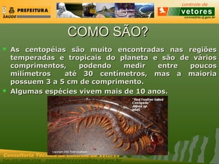 ccvvs@rio.rj.gov.br
Tel: (21) 2589-2338 consultecccvvs@rio.rj.gov.br
Consultoria Técnica do Controle de Vetores
COMO SÃO?COMO SÃO?
 As centopéias são muito encontradas nas regiõesAs centopéias são muito encontradas nas regiões
temperadas e tropicais do planeta e são de váriostemperadas e tropicais do planeta e são de vários
comprimentos, podendo medir entre poucoscomprimentos, podendo medir entre poucos
milímetros até 30 centímetros, mas a maioriamilímetros até 30 centímetros, mas a maioria
possuem 3 a 5 cm de comprimento.possuem 3 a 5 cm de comprimento.
 Algumas espécies vivem mais de 10 anos.Algumas espécies vivem mais de 10 anos.
 