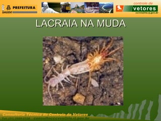 ccvvs@rio.rj.gov.br
Tel: (21) 2589-2338 consultecccvvs@rio.rj.gov.br
Consultoria Técnica do Controle de Vetores
LACRAIA NA MUDALACRAIA NA MUDA
 