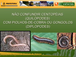 ccvvs@rio.rj.gov.br
Tel: (21) 2589-2338 consultecccvvs@rio.rj.gov.br
Consultoria Técnica do Controle de Vetores
NÃO CONFUNDIR CENTOPÉIASNÃO CONFUNDIR CENTOPÉIAS
(QUILÓPODES)(QUILÓPODES)
COM PIOLHOS-DE-COBRA OU GONGOLOSCOM PIOLHOS-DE-COBRA OU GONGOLOS
(DIPLÓPODES)(DIPLÓPODES)
 