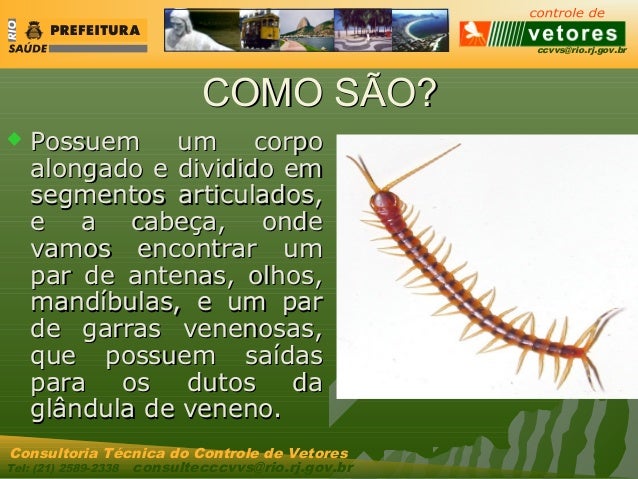 lacraias