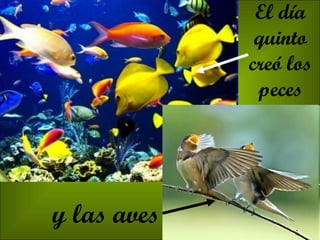 El día quinto creó los peces y las aves 