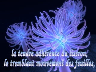 la tendre adhérence du liseron, le tremblant mouvement des feuilles,  