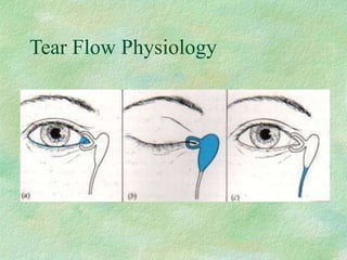 Tear Flow Physiology
 
