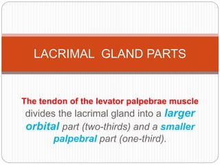 The tendon of the levator palpebrae muscle
divides the lacrimal gland into a larger
orbital part (two-thirds) and a smaller
palpebral part (one-third).
LACRIMAL GLAND PARTS
 