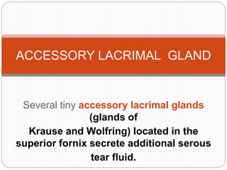 Several tiny accessory lacrimal glands
(glands of
Krause and Wolfring) located in the
superior fornix secrete additional serous
tear fluid.
ACCESSORY LACRIMAL GLAND
 