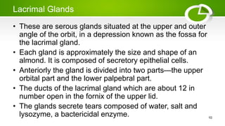 Lacrimal Glands
• These are serous glands situated at the upper and outer
angle of the orbit, in a depression known as the fossa for
the lacrimal gland.
• Each gland is approximately the size and shape of an
almond. It is composed of secretory epithelial cells.
• Anteriorly the gland is divided into two parts—the upper
orbital part and the lower palpebral part.
• The ducts of the lacrimal gland which are about 12 in
number open in the fornix of the upper lid.
• The glands secrete tears composed of water, salt and
lysozyme, a bactericidal enzyme. 10
 
